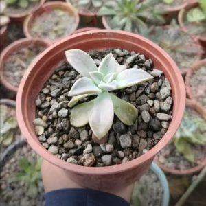 Echeveria Blanca – Echeveria sp.