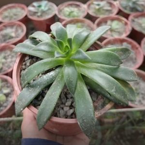 Echeveria Verde Alargada – Echeveria sp.