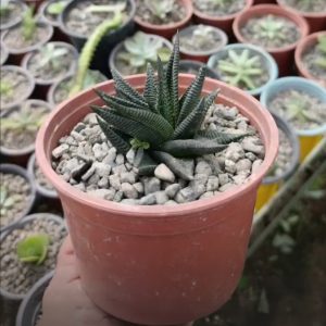 Haworthia Cebra – Haworthiopsis limifolia