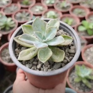 Echeveria Roseta – Echeveria sp.