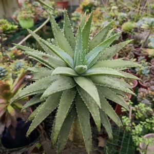 Aloe Verde – Aloe sp.