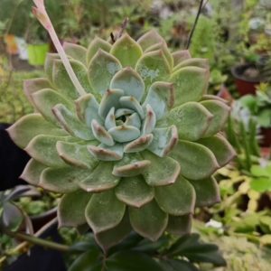 Echeveria Rosada – Echeveria sp.