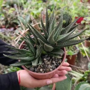 Haworthia Cebra en Mata – Haworthiopsis sp.