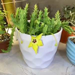 Huernia Estrella Amarilla – Huernia sp.