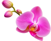 orquidea decoracion